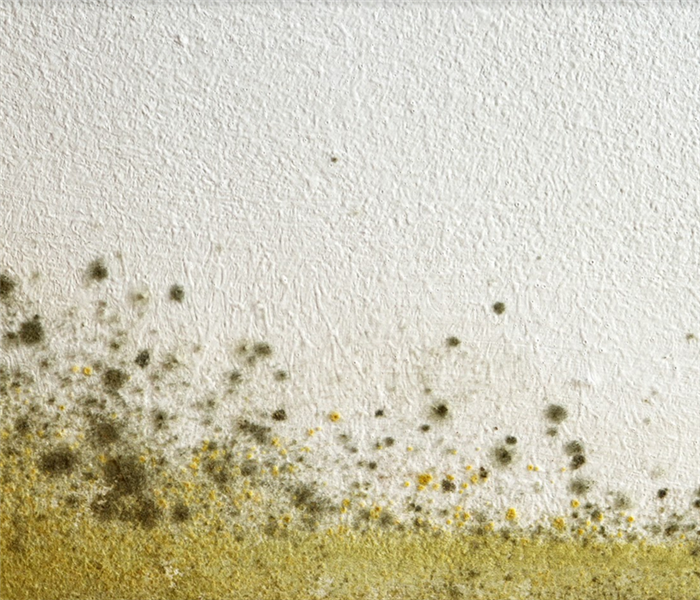 mold growing on a white wall from the bottom up